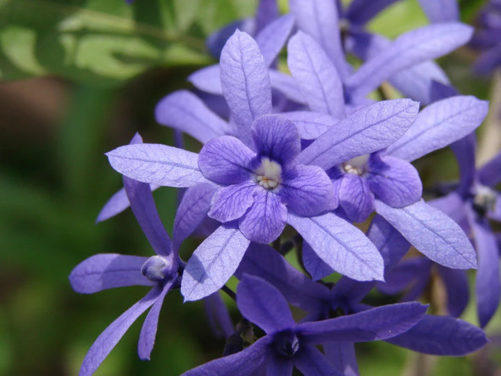 Purple Sandpaper Vine PETREA VOLUBILIS Flower Seeds for Planting - 100