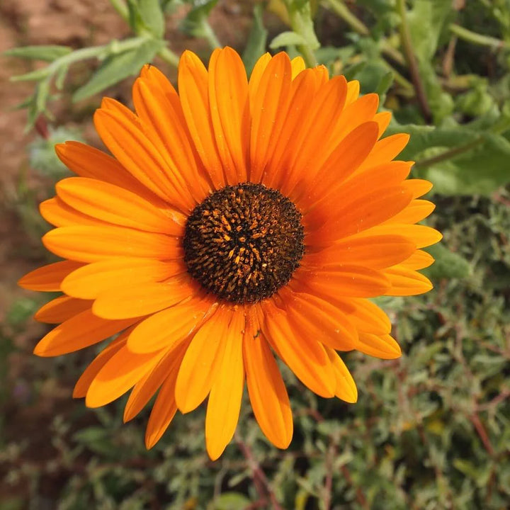 Orange Marguerite Flower Seeds for Planting - 100