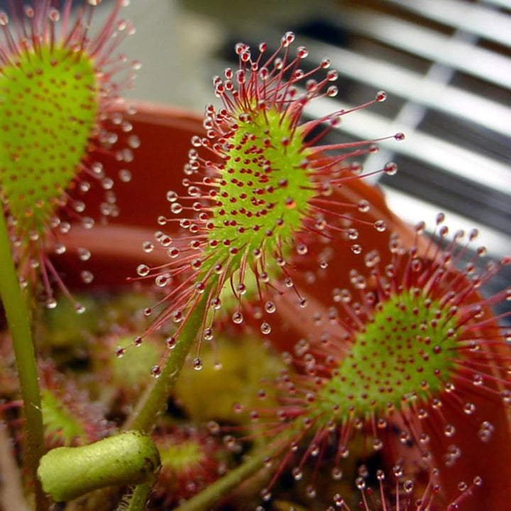 Sundew Plant Seeds for Planting - 100