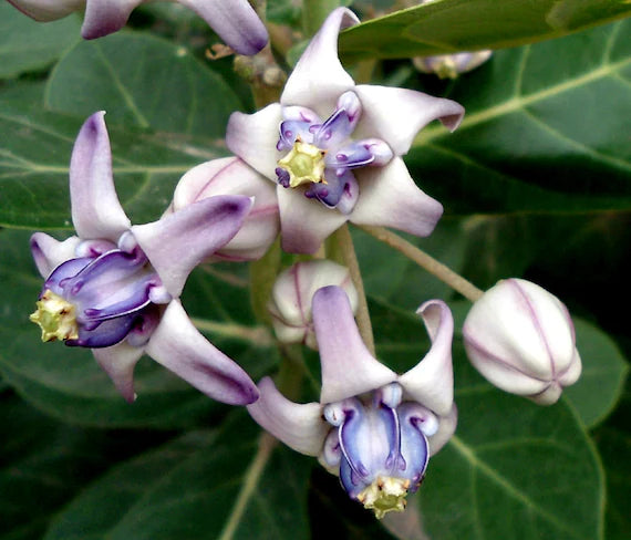 Gigantea Flower Seeds for Planting - 100