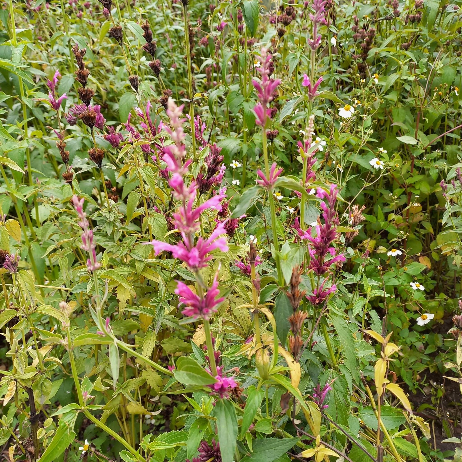 Agastache Licorice Candy Seeds