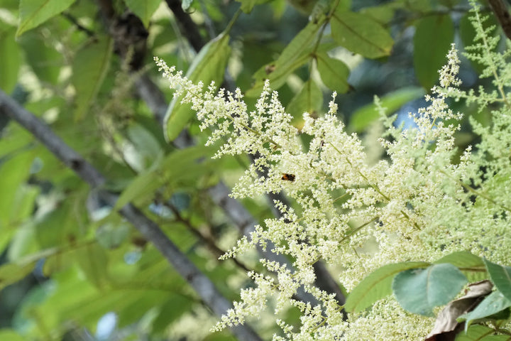 White Sumac Flower Seeds for Planting - 100