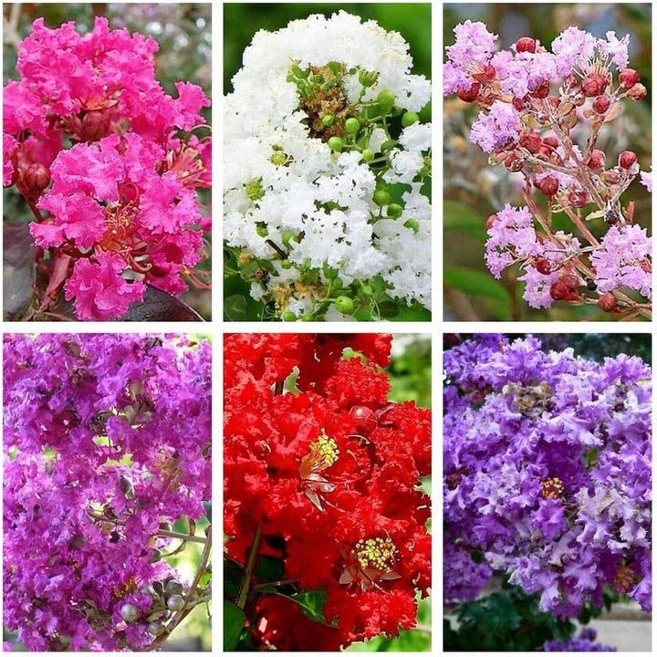 Mixed Crepe Myrtle Flower Seeds for Planting - 100