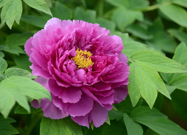 Purple Paeonia Suffruticosa Flower Seeds for Planting - 100