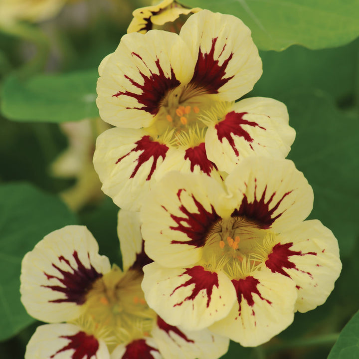 Heirloom Non-GMO Cream Pink Nasturtium Flower Seeds for Garden Planting – Edible Decorative Blooms