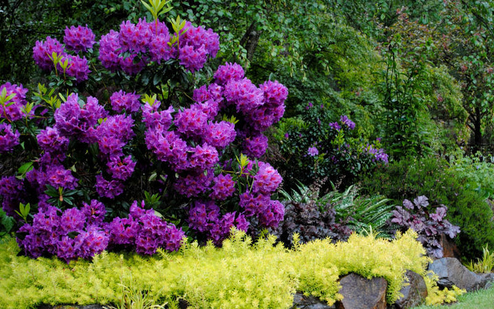 Heirloom Purple Rhododendron Flower Seeds, Non-GMO Vibrant Blooms for Planting