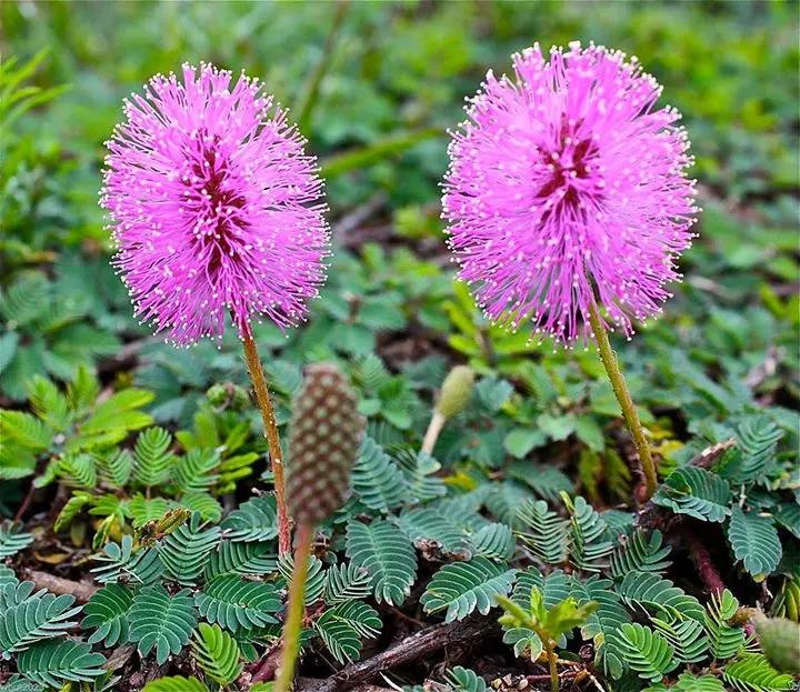 Mimosa Pudica Flower Seeds for Planting 100 Dhara Seeds