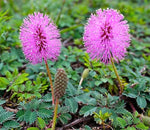Mimosa Pudica Flower Seeds for Planting 100 Dhara Seeds