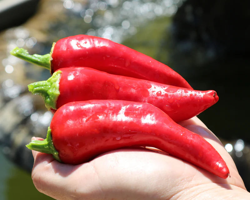 Flaming Flare Hybrid Pepper Seeds | Red Sweet-and-Heat Piquillo-Type Peppers – Heirloom, Non-GMO, High Germination Organic Garden Seeds