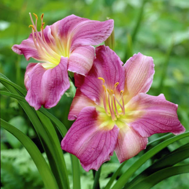 Heirloom Non-GMO Blue Hemerocallis Flower Seeds for Long-Blooming Perennial Garden Planting