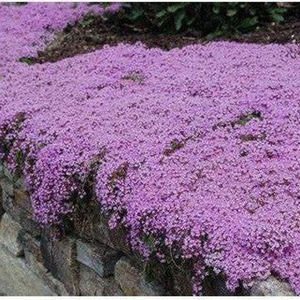 Creeping Thyme Seeds