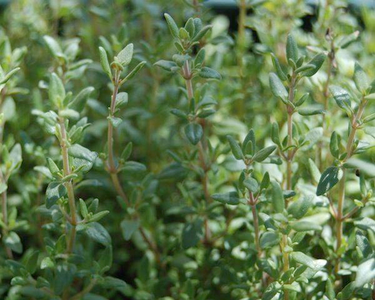 Thyme Seeds (Organic)