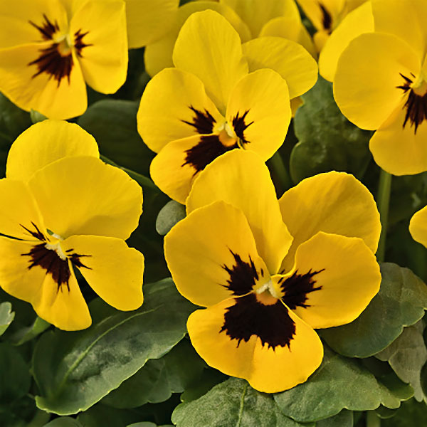 Heirloom Non-GMO Yellow Viola Flower Seeds for Planting – Bright Blooming Flower Seeds