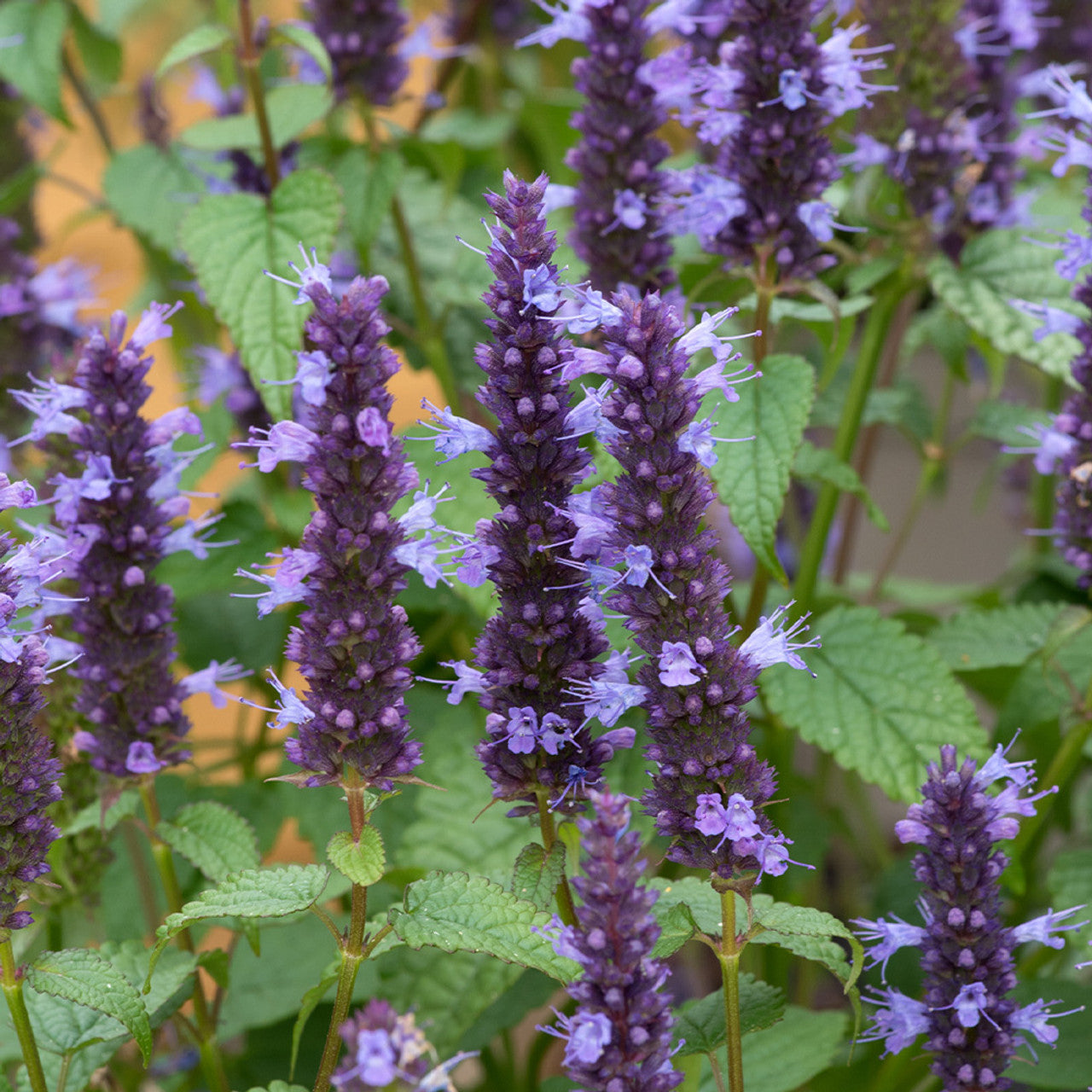 Agastache Little Adder Seeds