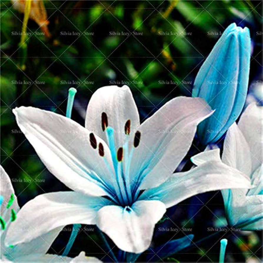Blue heart lily Lilium spp. flower seeds for planting in indoor pots or backyard flower beds