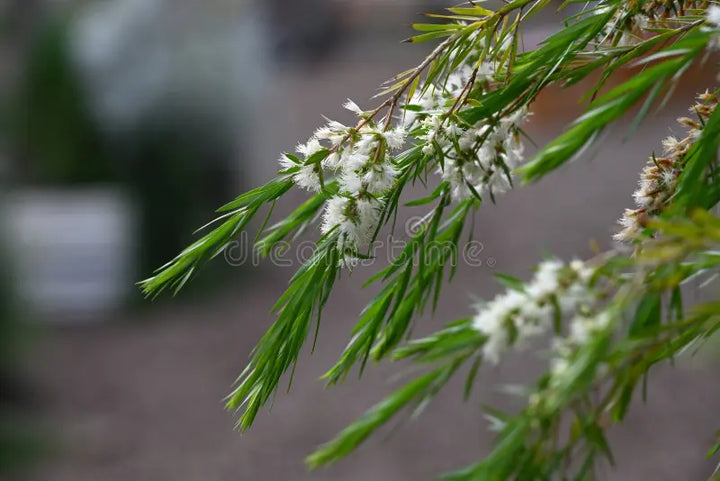 Fresh Alternifolia Flower Seeds for Planting - 100