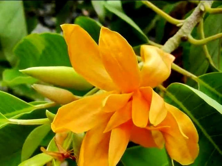 Chempaca Flower Seeds for Planting, 100