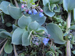 Mertensia Maritima Seeds for Planting Dhara Seeds
