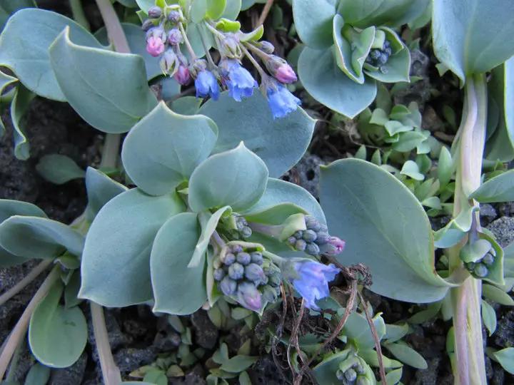 Mertensia Maritima Seeds for Planting Dhara Seeds