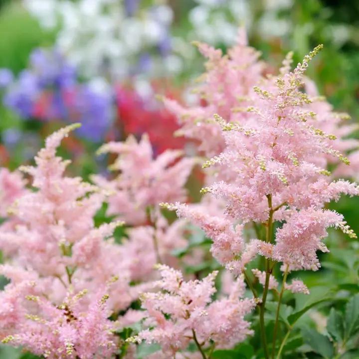 Baby Pink Astilbe Flower Seeds for Planting - Heirloom Seeds for Home Garden, Beautiful Blooms Dhara Seeds