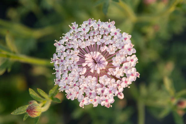 Pink Lace Flower Seeds for Planting - 100