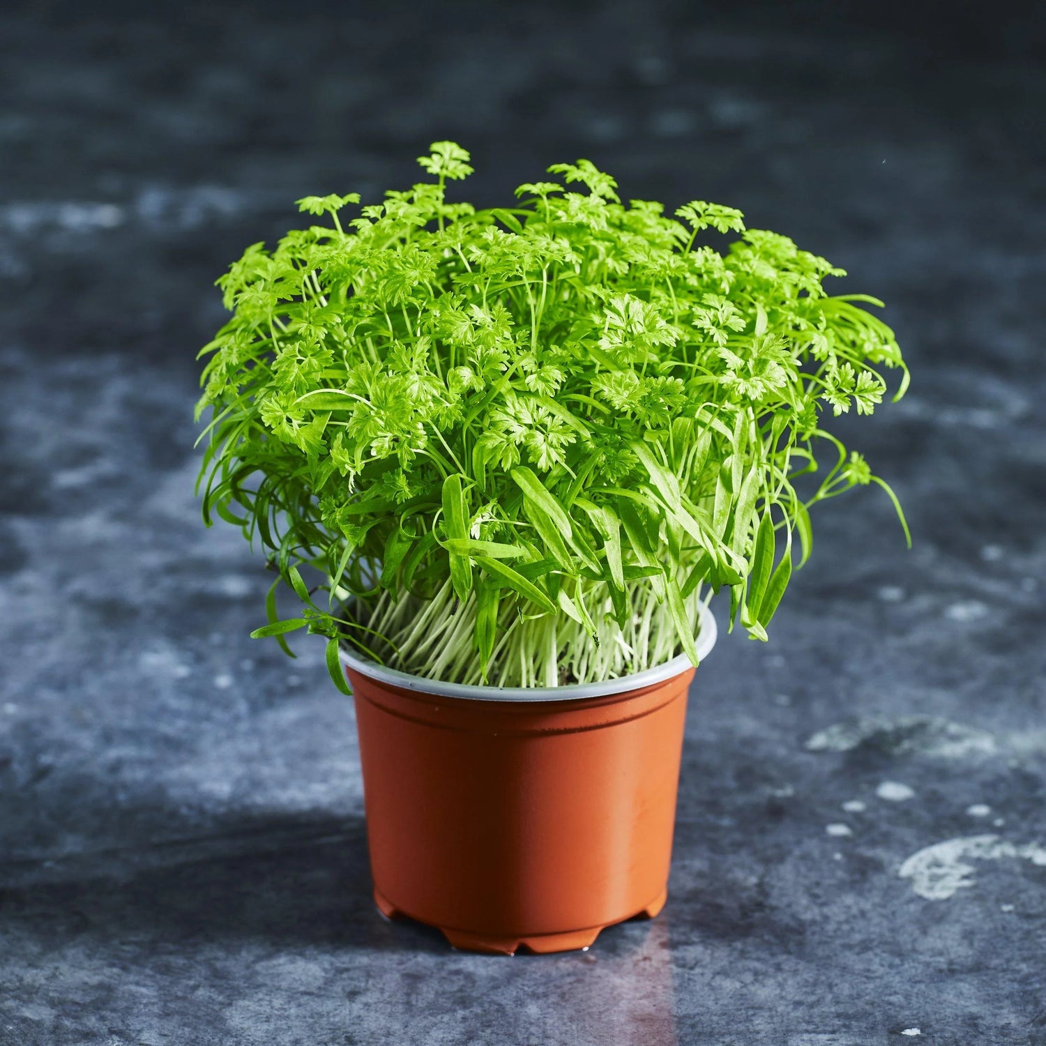 Chervil Microgreen Seed