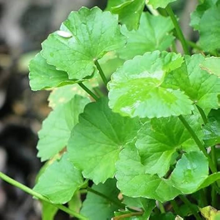 Heirloom Non-GMO Centella Herb Seeds for Medicinal Garden and Home Planting