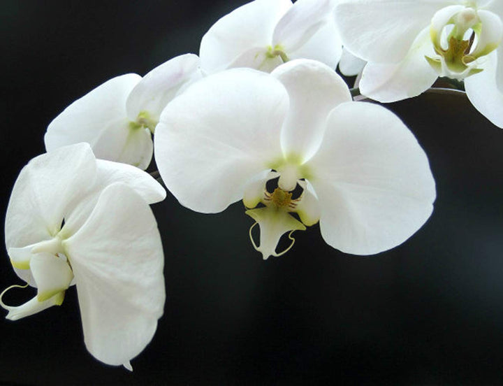 White Butterfly Orchid Seeds for Planting | Organic, Heirloom, Non-GMO Flower Seeds
