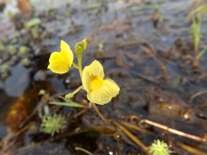 Yellow Utricularia Flower Seeds for Planting - 100