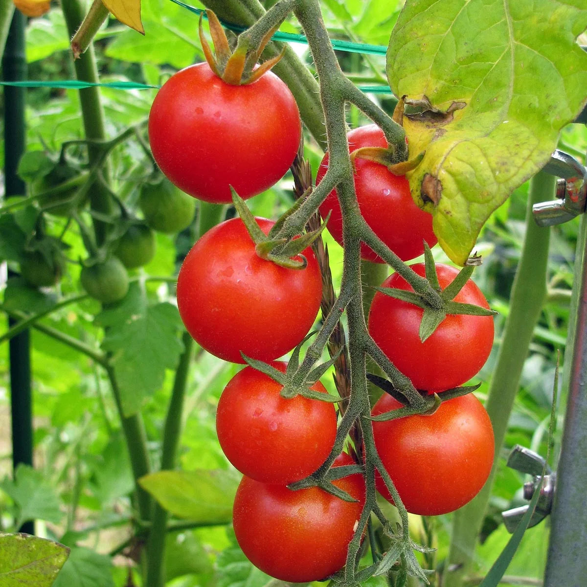 Early Tomato Fruit Seeds - Enjoy Fresh, Juicy Tomatoes Right from Your Garden - heirloom & Non GMO Seeds