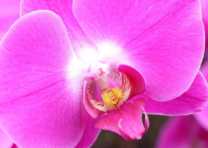 Baby Pink Phalaenopsis Orchid Seeds – Premium Non-GMO Seeds for Planting Dhara Seeds