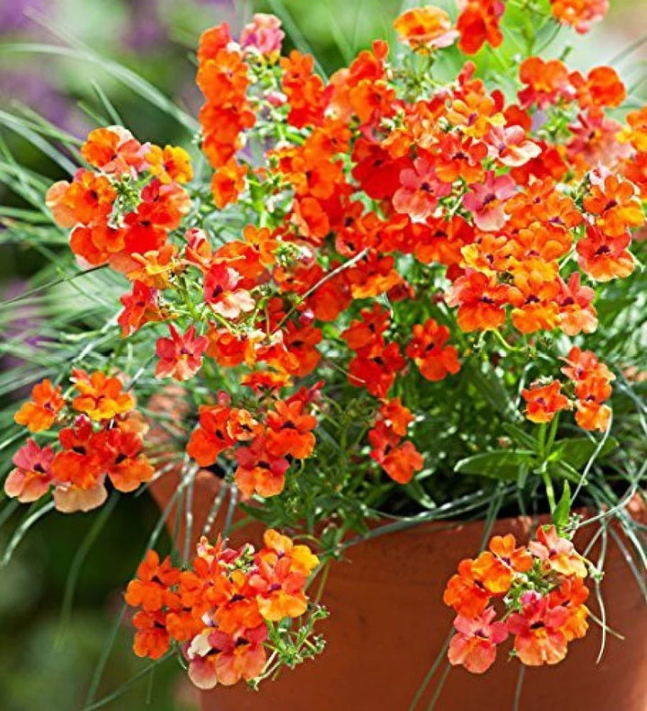 Mixed Nemesia Carnival Flower Seeds for Planting - NON GMO Seeds