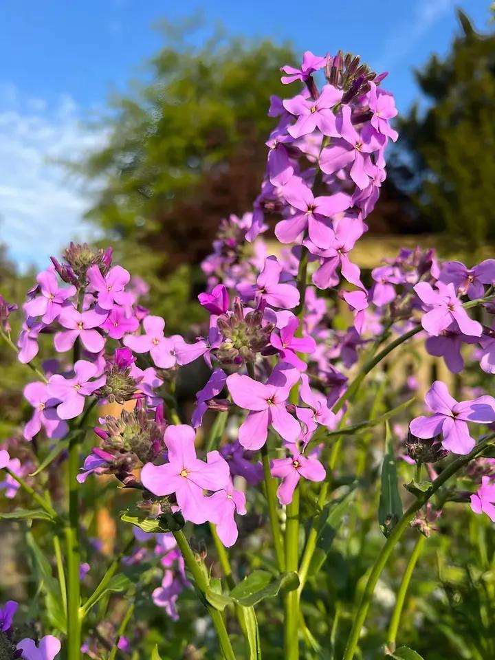 Hesperis Matronalis Flower Seeds for Planting - NON GMO Seeds Dhara Seeds