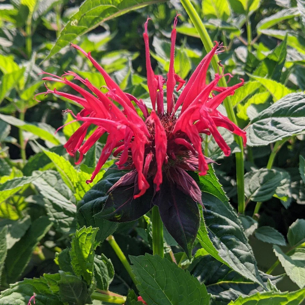 Panorama Red Shades Monarda Seeds