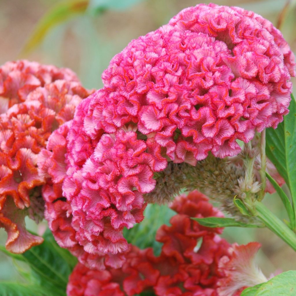 Cristata Flower Seeds – Heirloom Non-GMO Celosia Blooms for Colorful Garden Planting
