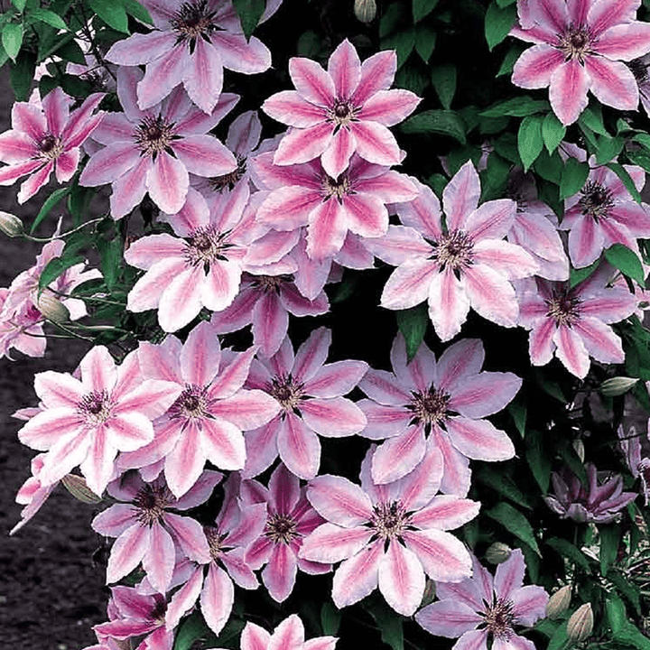 Mixed Nelly Moser Flower Seeds for Planting - 100