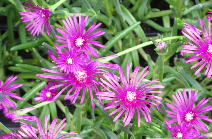 Mittagsblume Flower Seeds for Planting - 100