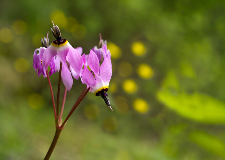 Purple Dodecatheon Flower Seeds for Planting, NON GMO Seeds