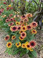 Rudbeckia Sahara Seeds for Planting - NON GMO Seeds Dhara Seeds