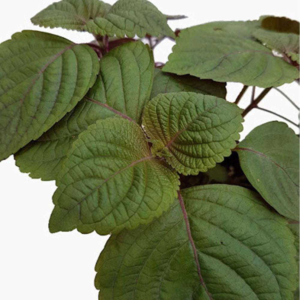 Britton - Shiso Seed