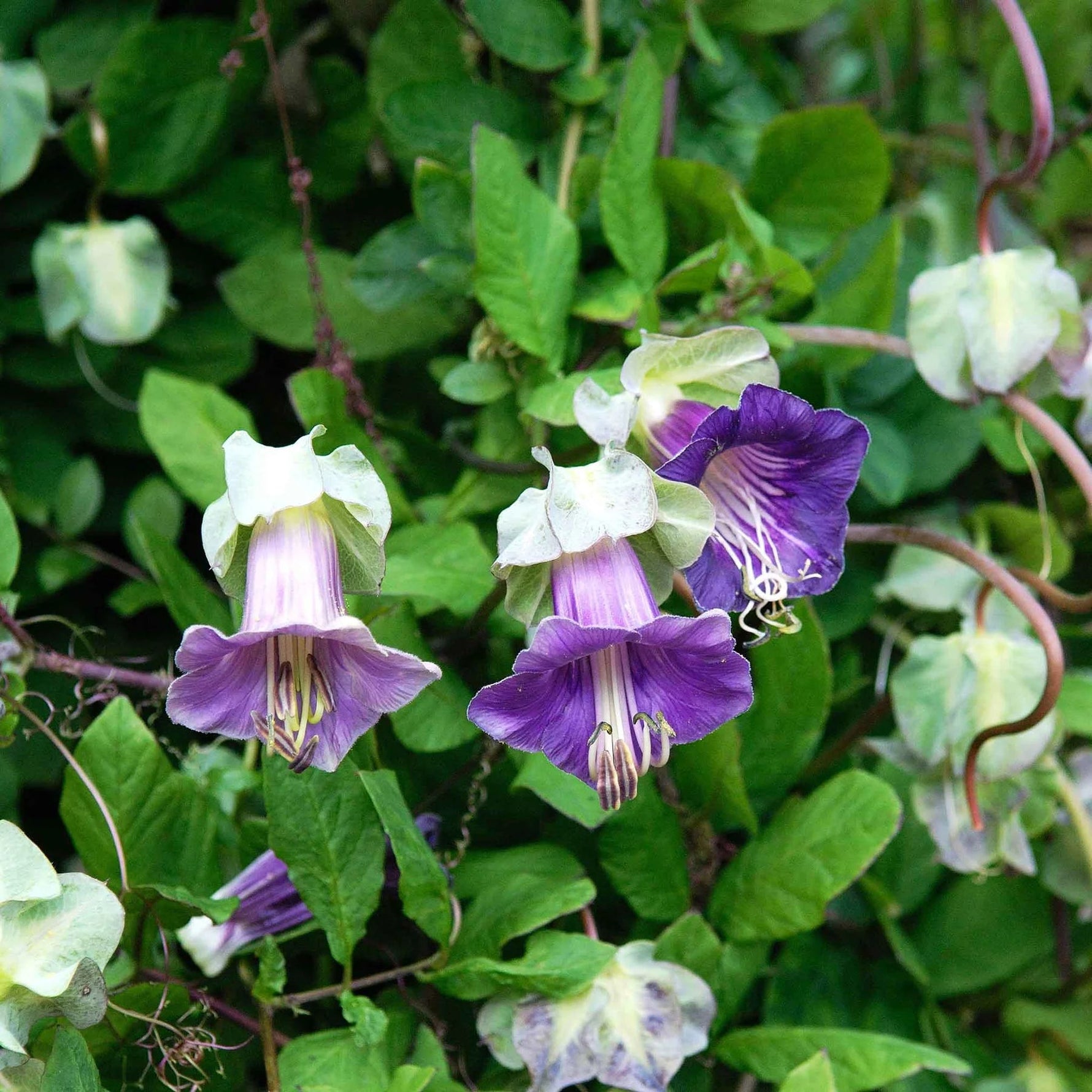 cup and saucer flower seeds Heirloom Cup and Saucer Flower Seeds, Non-GMO Bell-Shaped Blooms for  Cottage Garden Planting