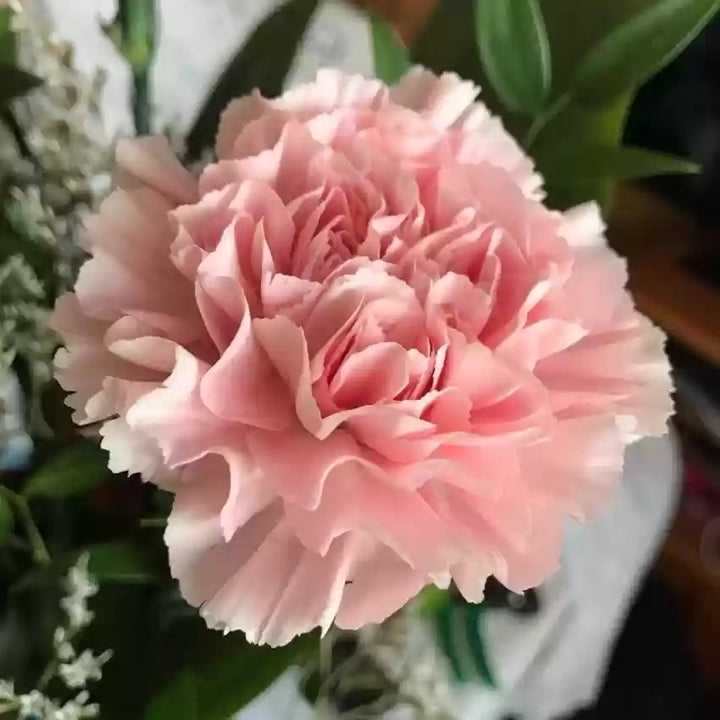 Pink Carnation Flower Seeds – Heirloom, Non-GMO, Classic Blooms for Garden Planting