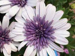 White Purple Omeris Flower Seeds for Planting NON GMO Seeds Dhara Seeds