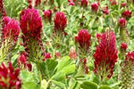 Red Crimson Flower Seeds for Planting NON GMO Seeds Dhara Seeds