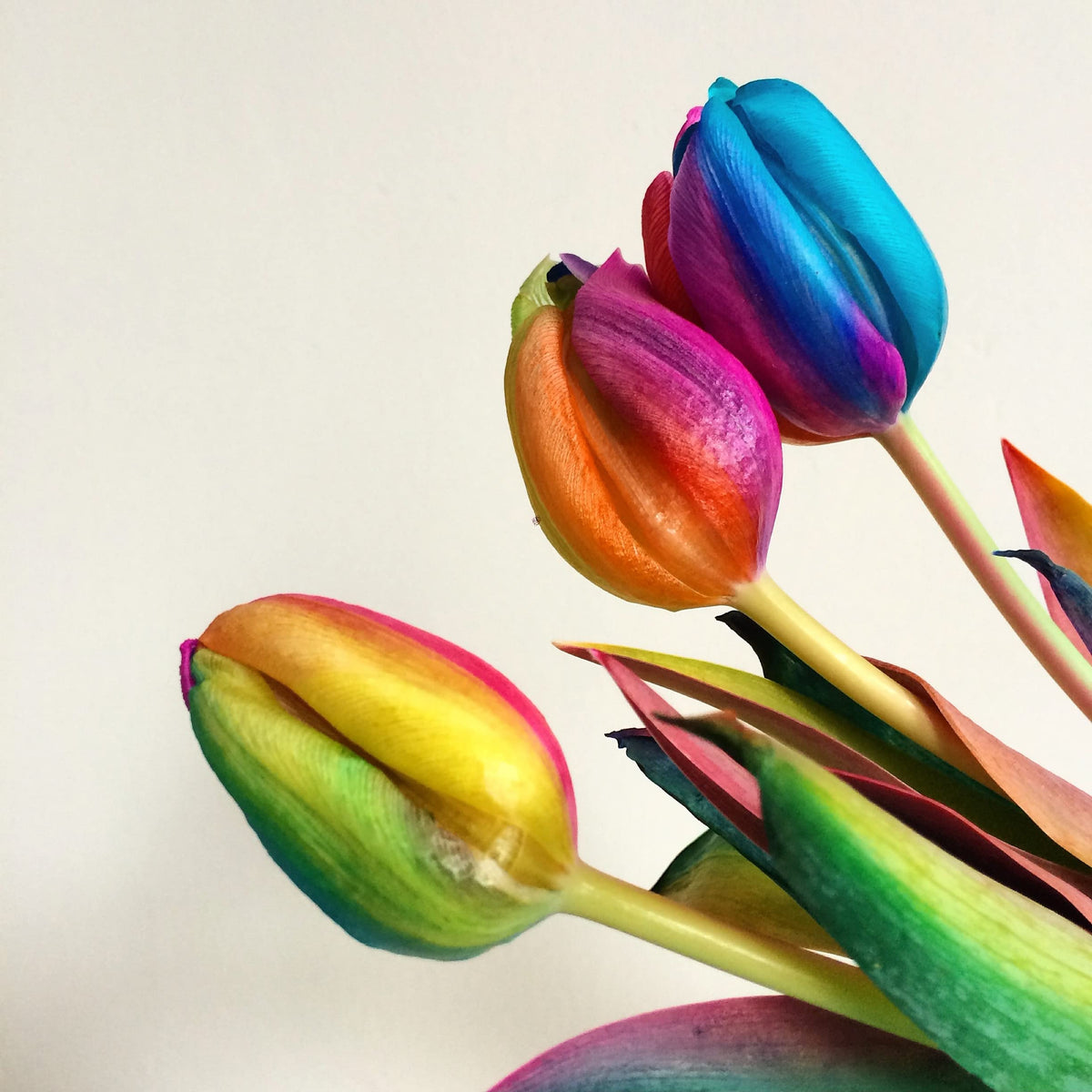 Rainbow tulip flower Tulipa spp. seeds for planting in backyard gardening or balcony pots