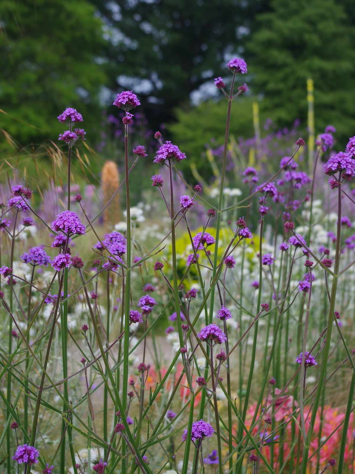 Verbena - Tall