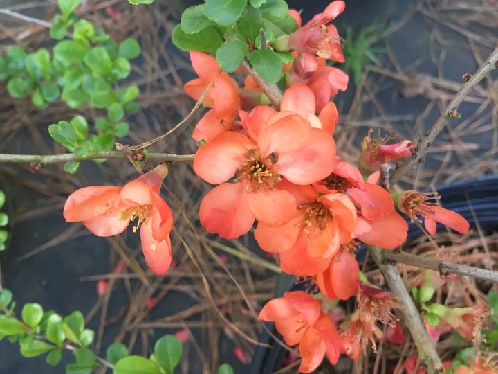 Orange Chaenomeles Flower Seeds – Heirloom, Non-GMO Seeds for Planting Bright Spring Blooms