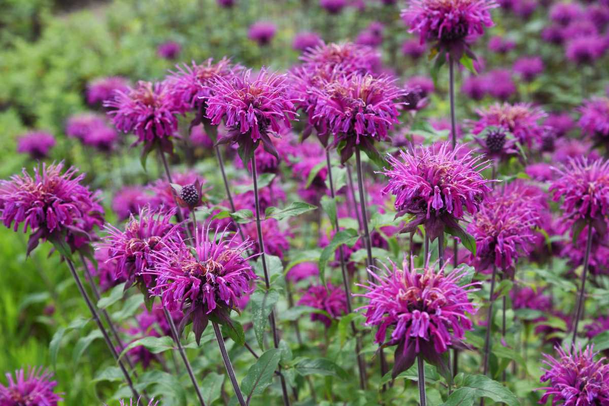 Monarda Balmy Lilac Bee Balm