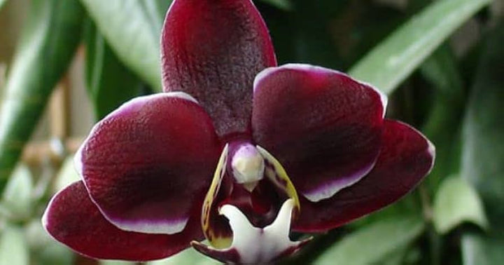 Maroon Butterfly Orchids Flower Seeds for Planting - 100