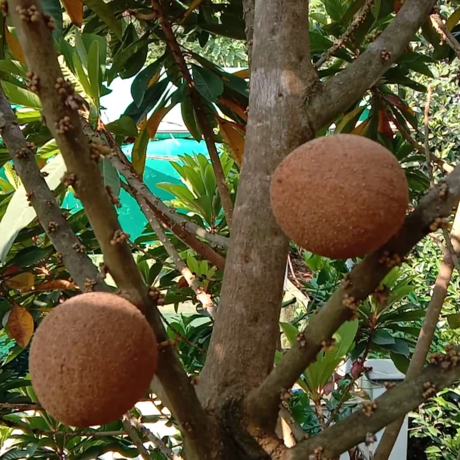 Mamey Sapote (Pouteria sapota) Seeds